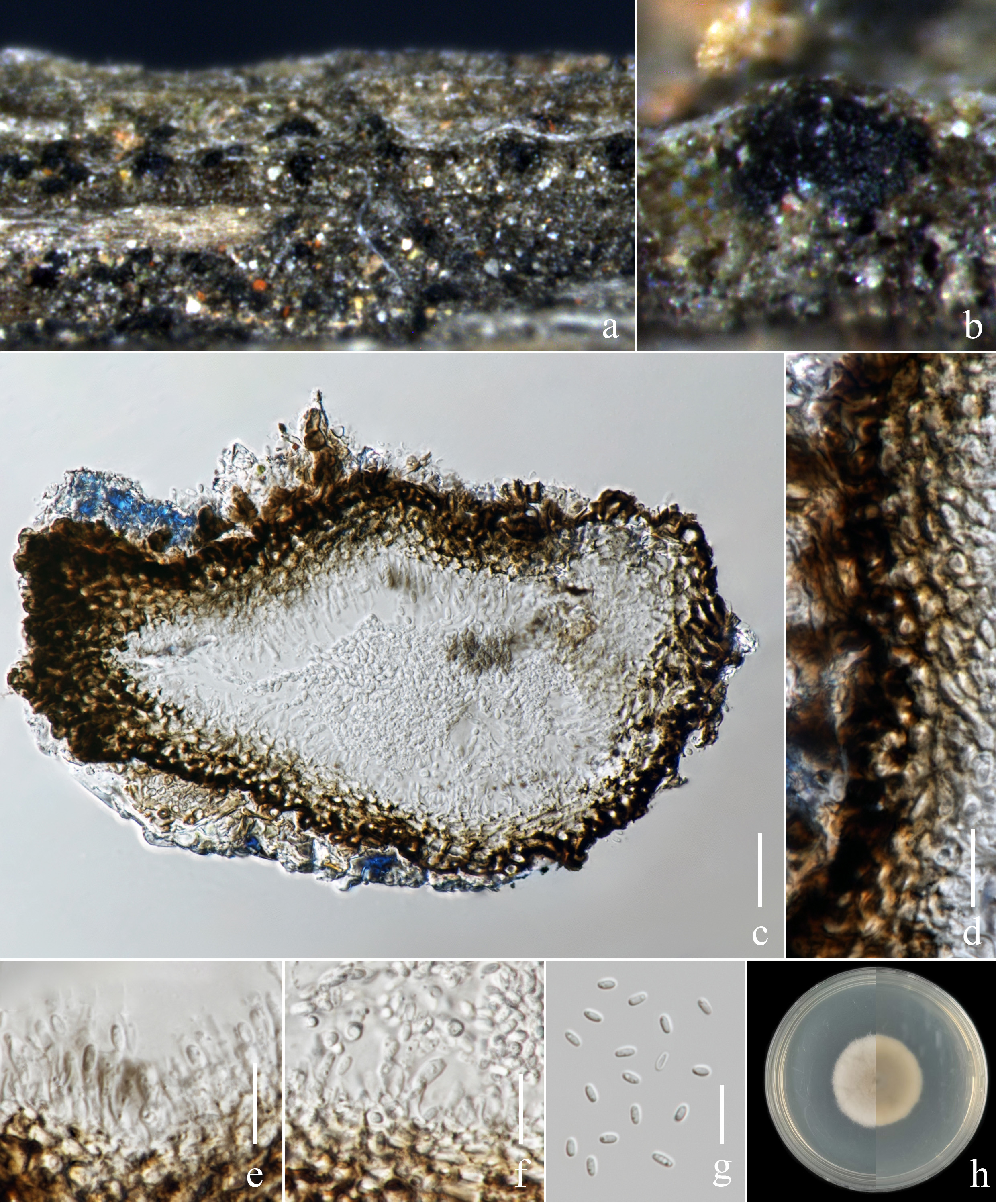 Figure 28